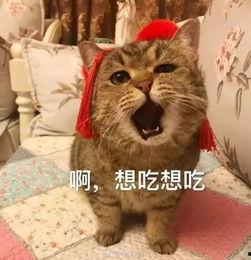 娱乐吃瓜酱收了你的猫粮